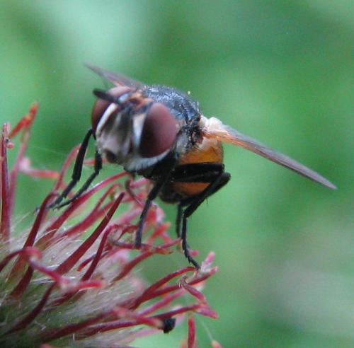 Gymnosoma clavatum